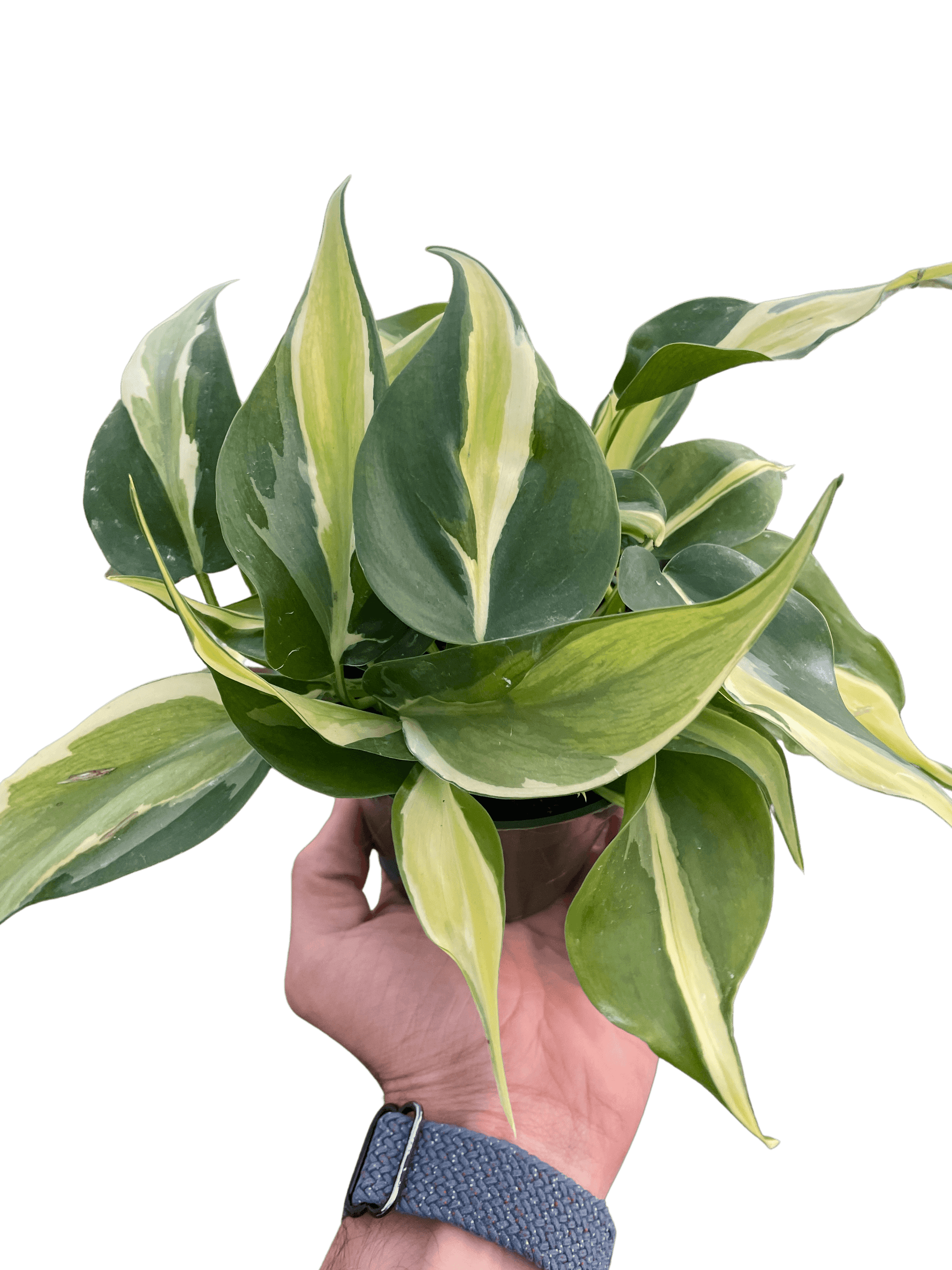 Philodendron 'Silver Stripe'