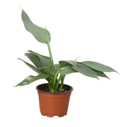 Philodendron 'Silver Sword' - Gifts for You 'n Me