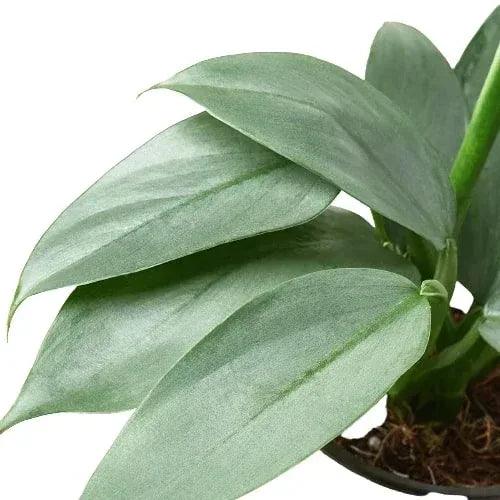 Philodendron 'Silver Sword' - Gifts for You 'n Me