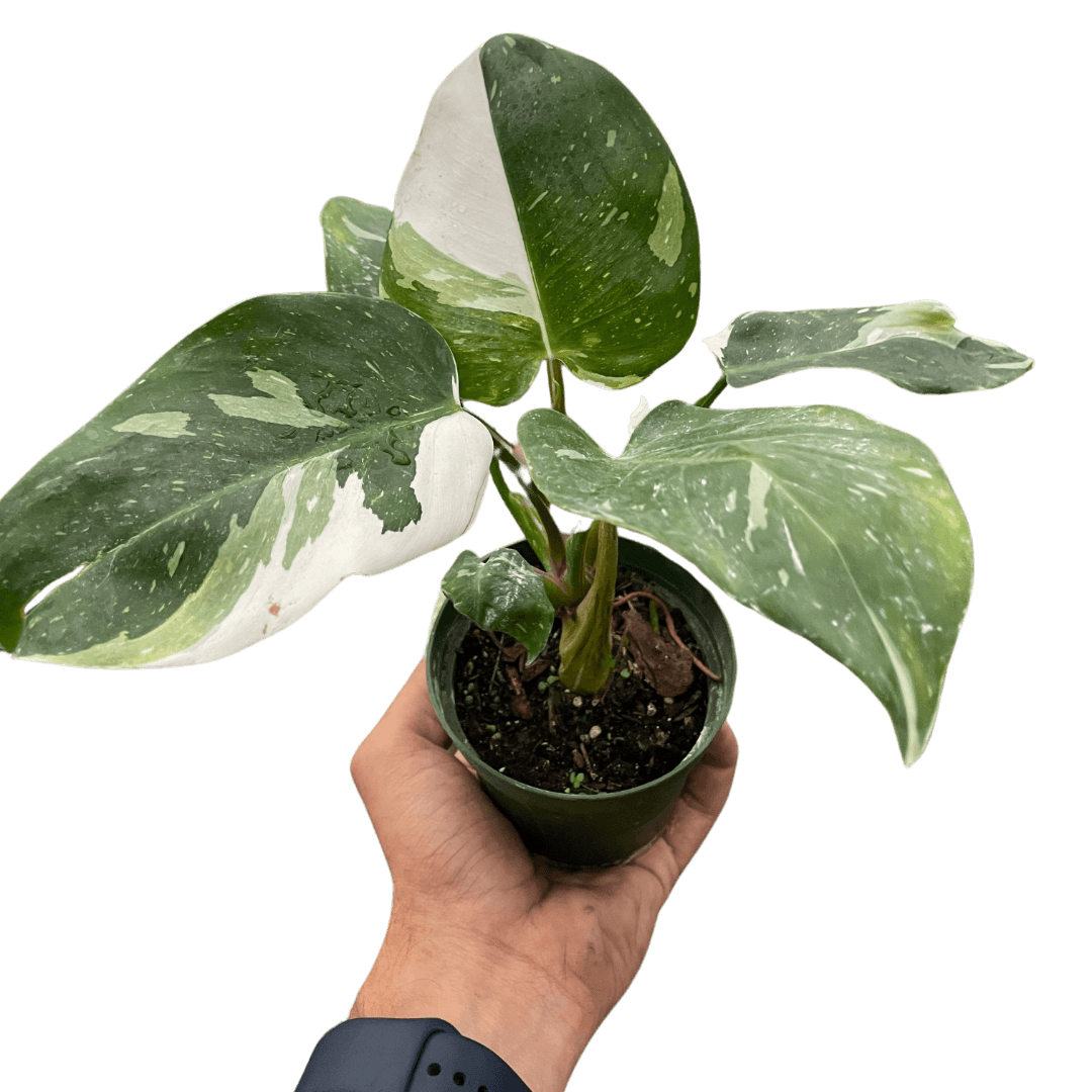 Philodendron 'White Princess'
