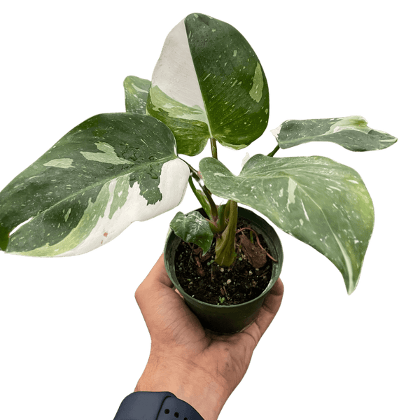 Philodendron 'White Princess'