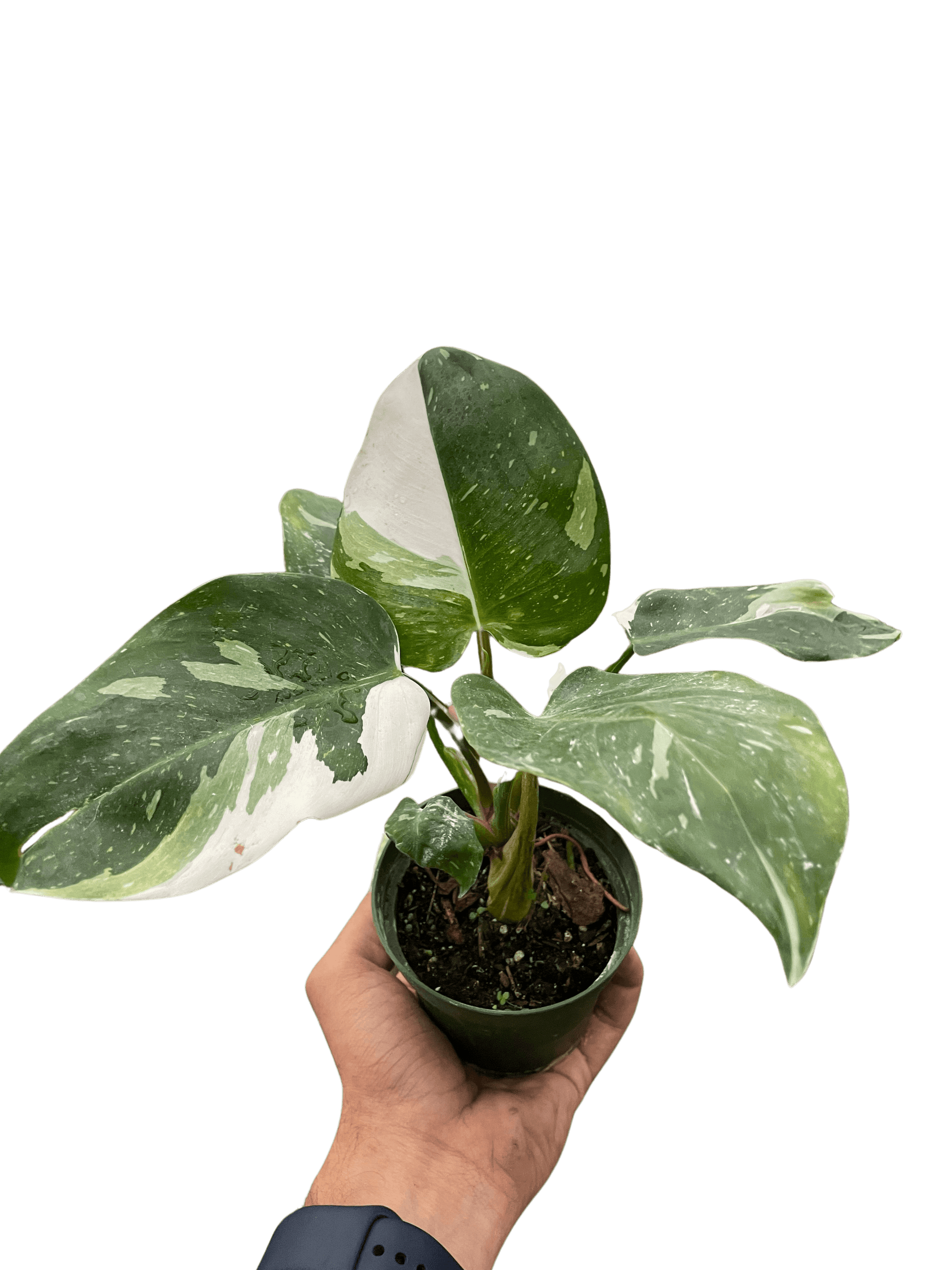 Philodendron 'White Princess'