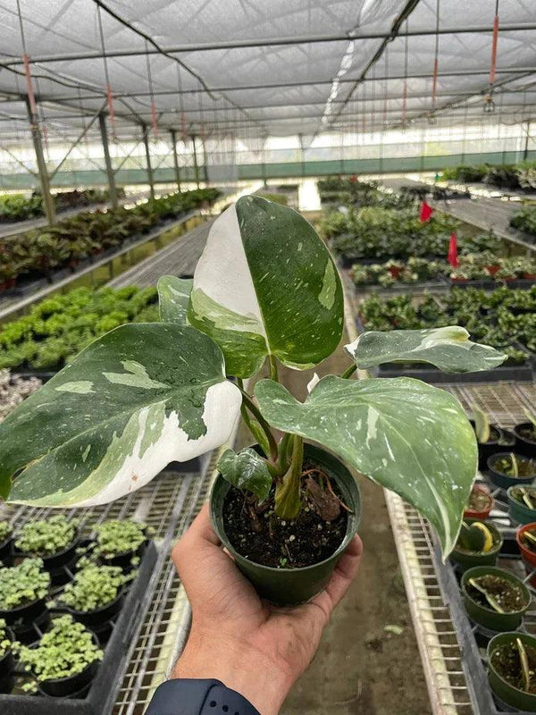 Philodendron 'White Princess' - Gifts for You 'n Me