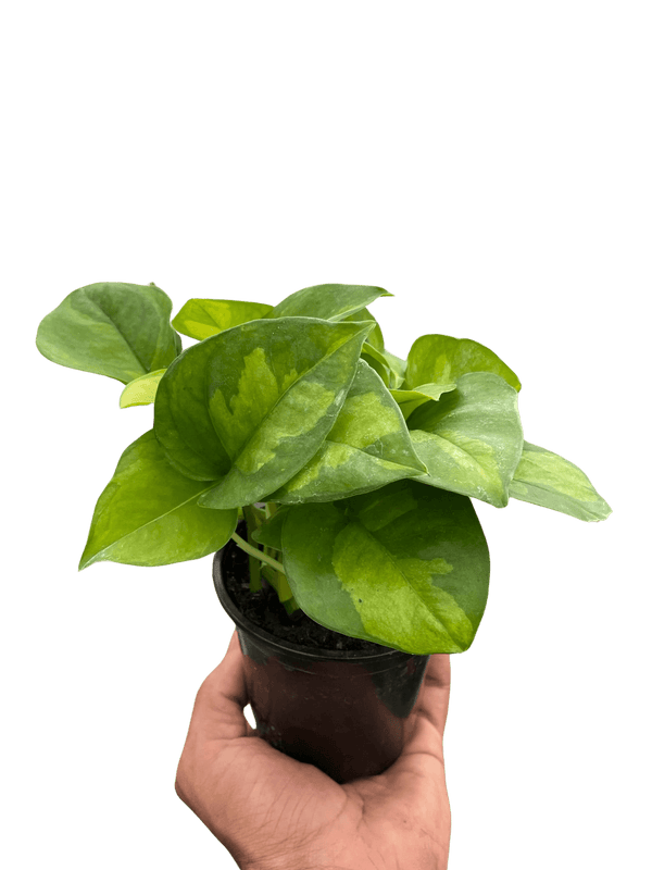 Pothos 'Global Green'