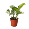 Pothos Manjula | Variegated Trailing Plant with Marble Leaves | House Plant Shop
