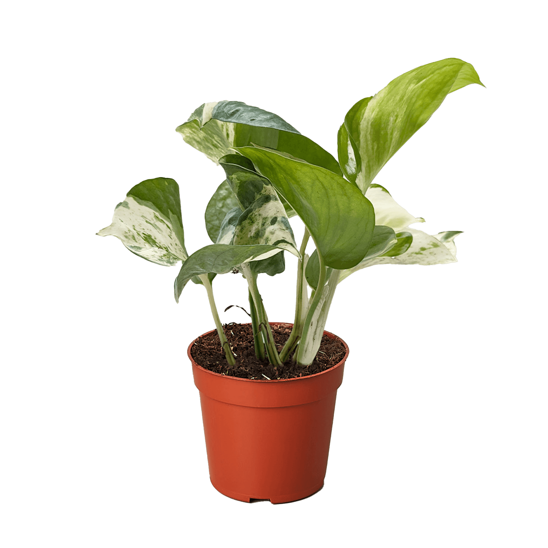 Pothos Manjula | Variegated Trailing Plant with Marble Leaves | House Plant Shop