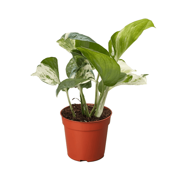 Pothos Manjula | Variegated Trailing Plant with Marble Leaves | House Plant Shop