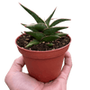 Snake 'Lavranos'
