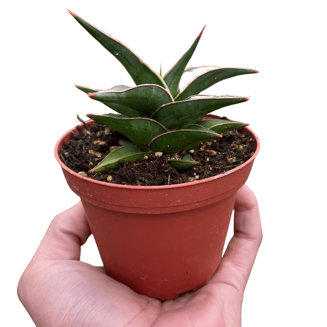 Snake 'Lavranos'