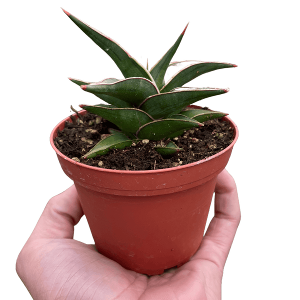 Snake 'Lavranos'