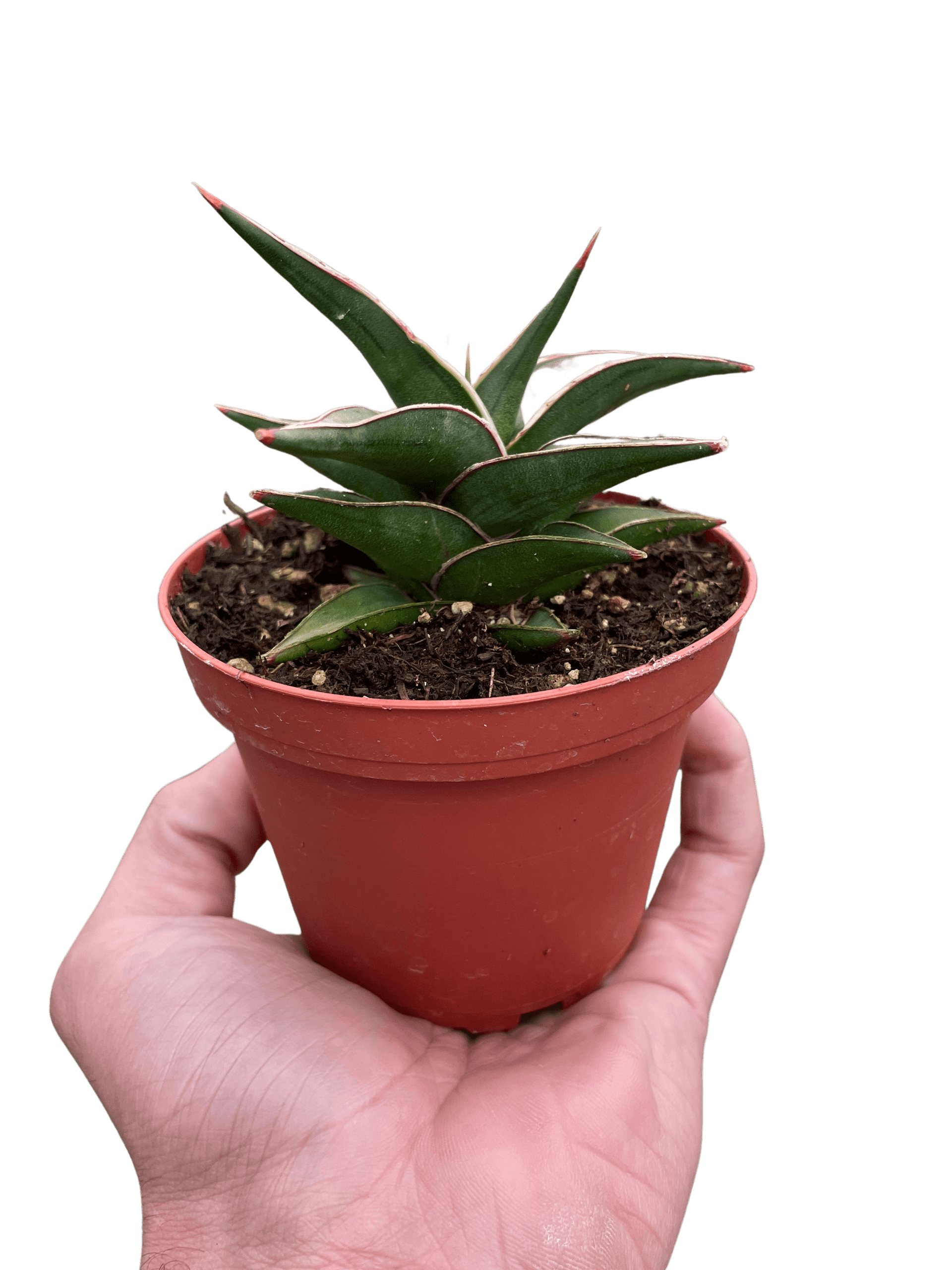 Snake 'Lavranos'