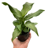 Spathiphyllum 'Platinum Mist'