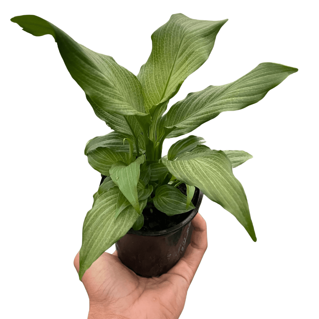Spathiphyllum 'Platinum Mist'