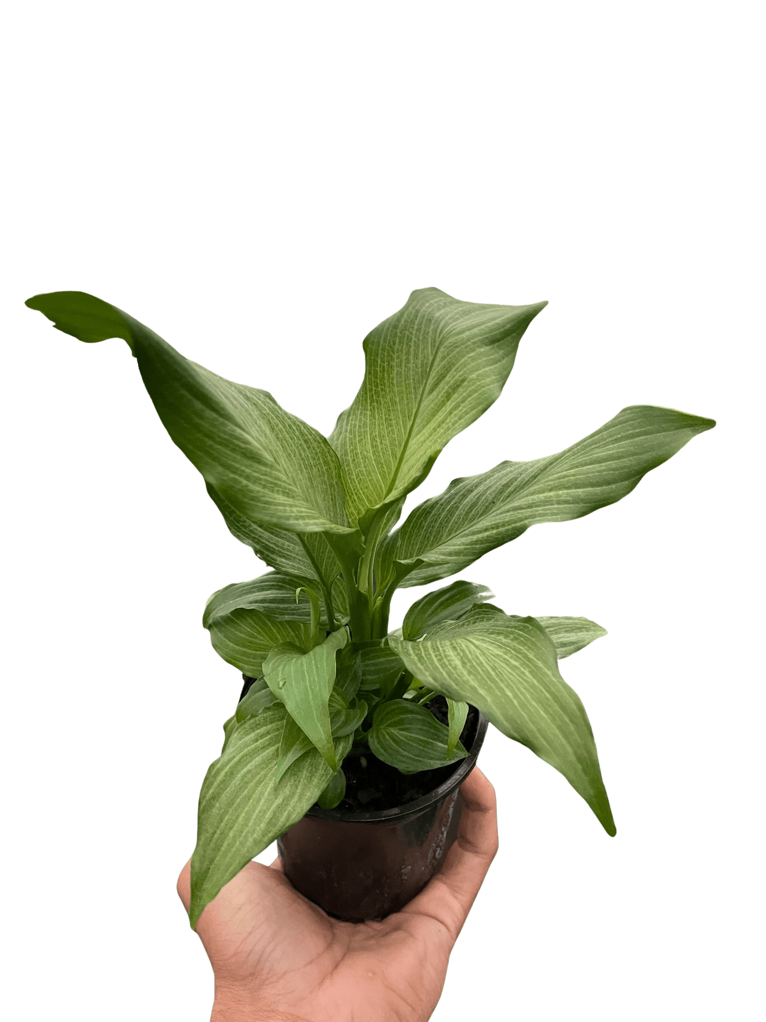 Spathiphyllum 'Platinum Mist'