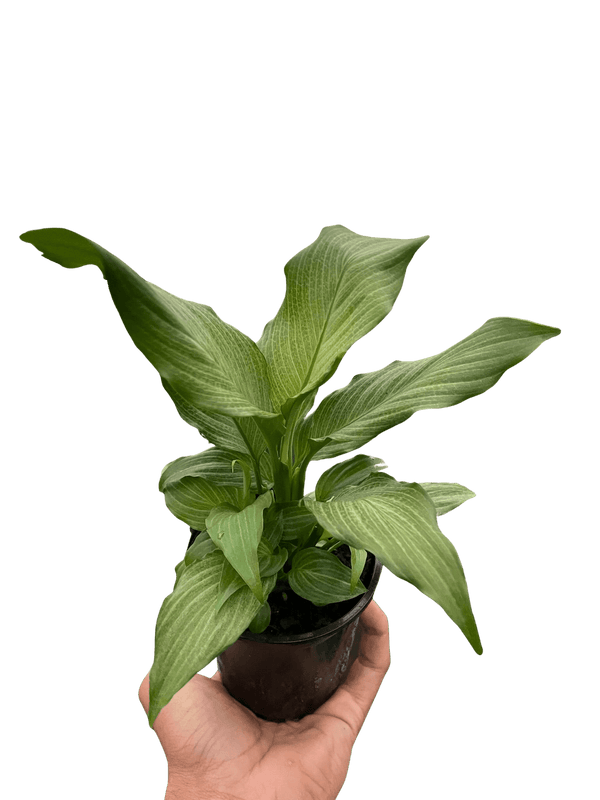 Spathiphyllum 'Platinum Mist'