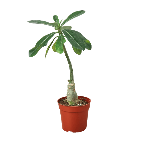 Succulent Adenium Obesum 'Desert Rose'