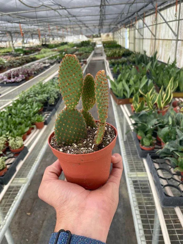 Opuntia 'Microdasys' (Bunny Ear Cactus) - Gifts for You 'n Me