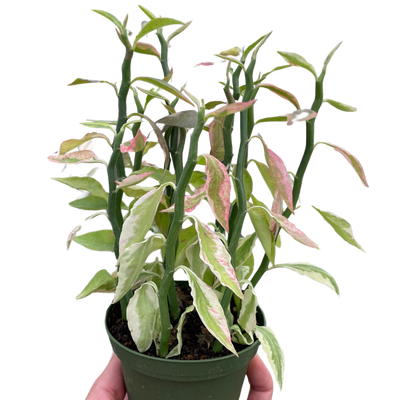 Variegated Devil's Backbone Euphorbia