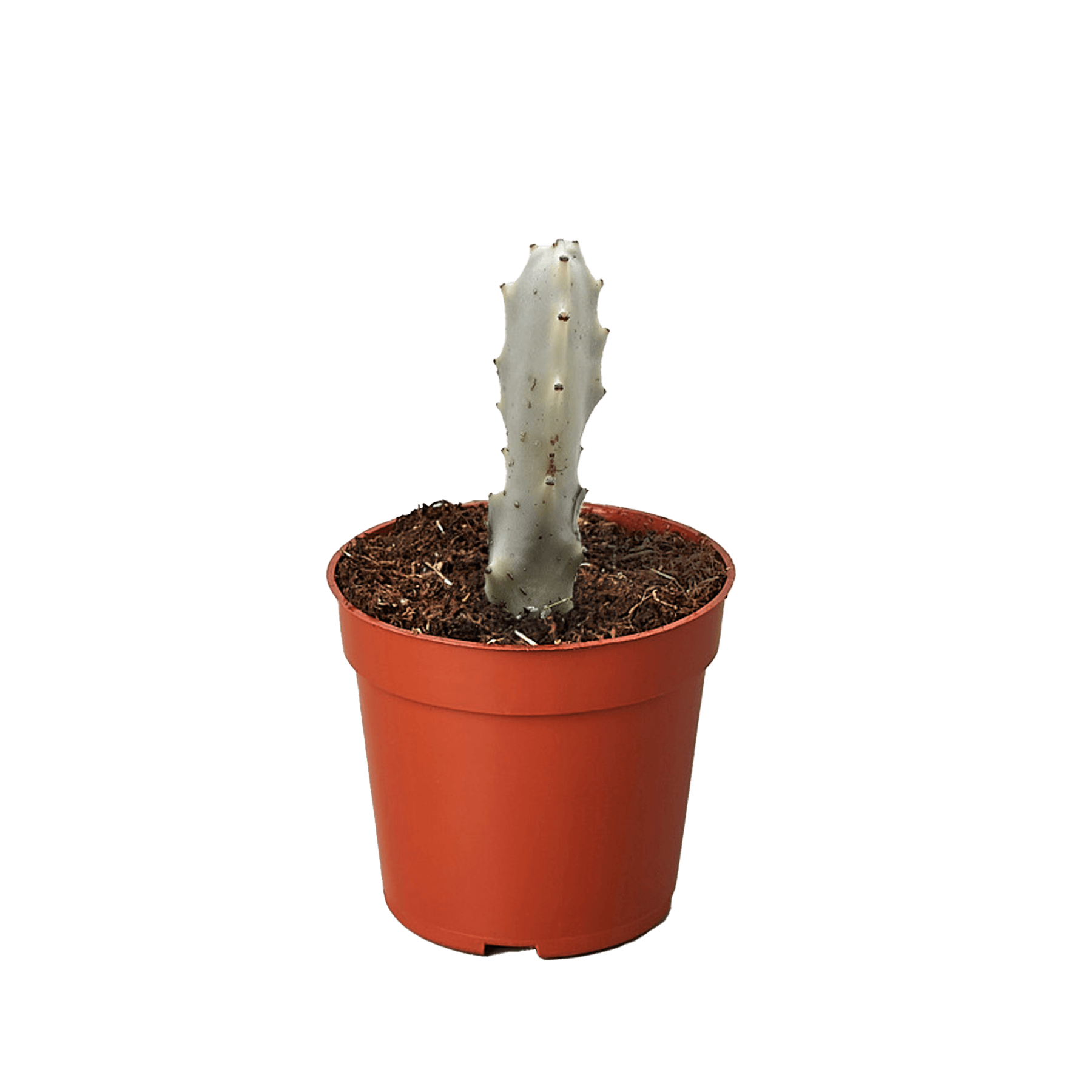 Succulent Euphorbia 'Dragon Bone'
