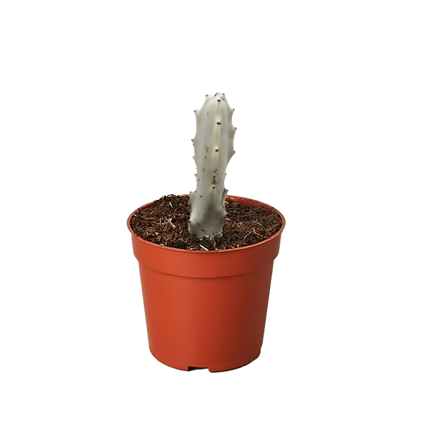 Succulent Euphorbia 'Dragon Bone'