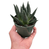 Succulent Gasteria Durban