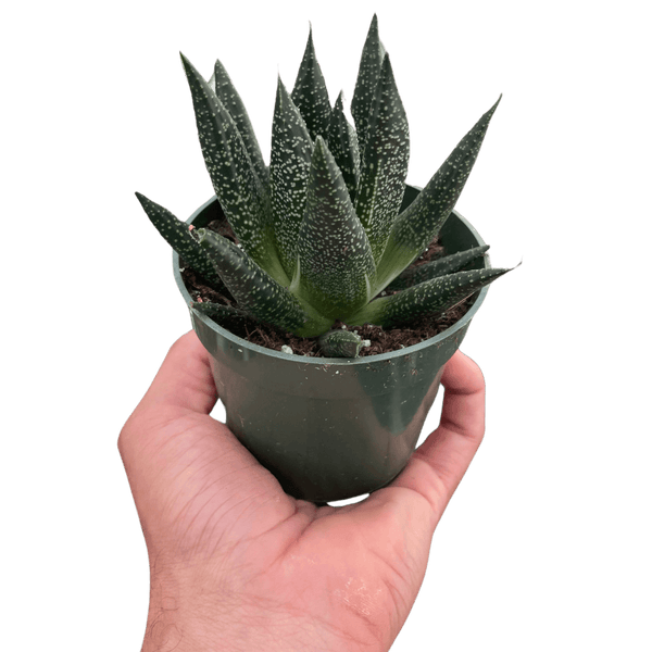 Succulent Gasteria Durban