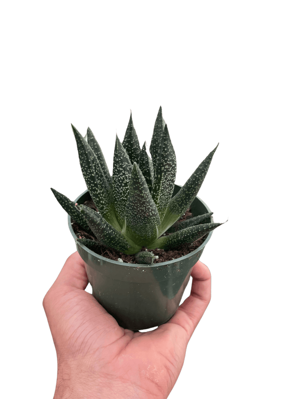Succulent Gasteria Durban