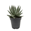 Succulent Haworthia Savanna