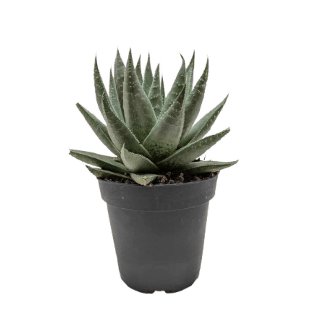 Succulent Haworthia Savanna