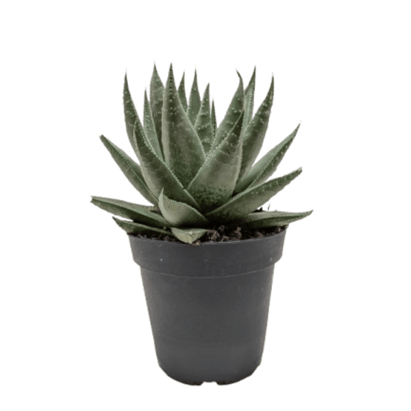 Succulent Haworthia Savanna