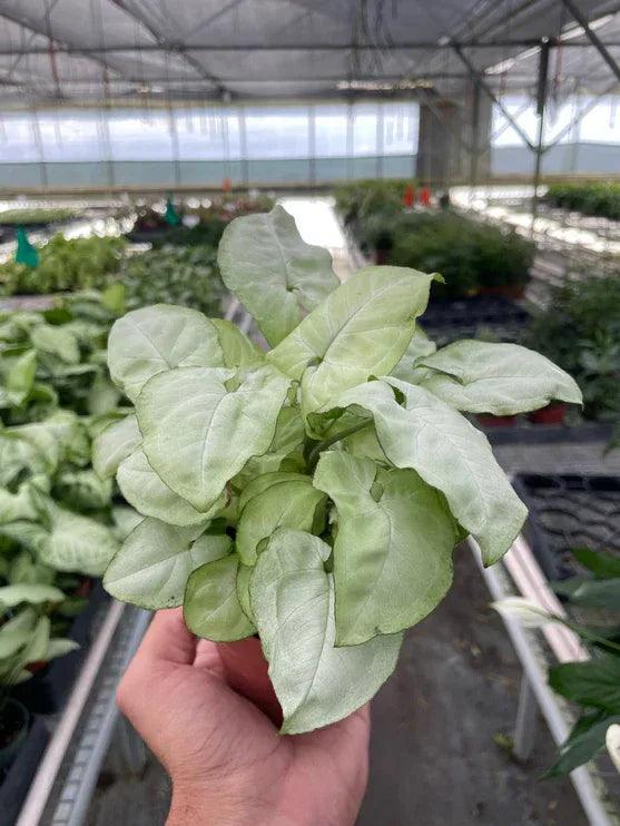 Syngonium 'Moonshine' - Gifts for You 'n Me