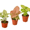 3 Different Syngonium Plants - Arrowhead Plants / 4