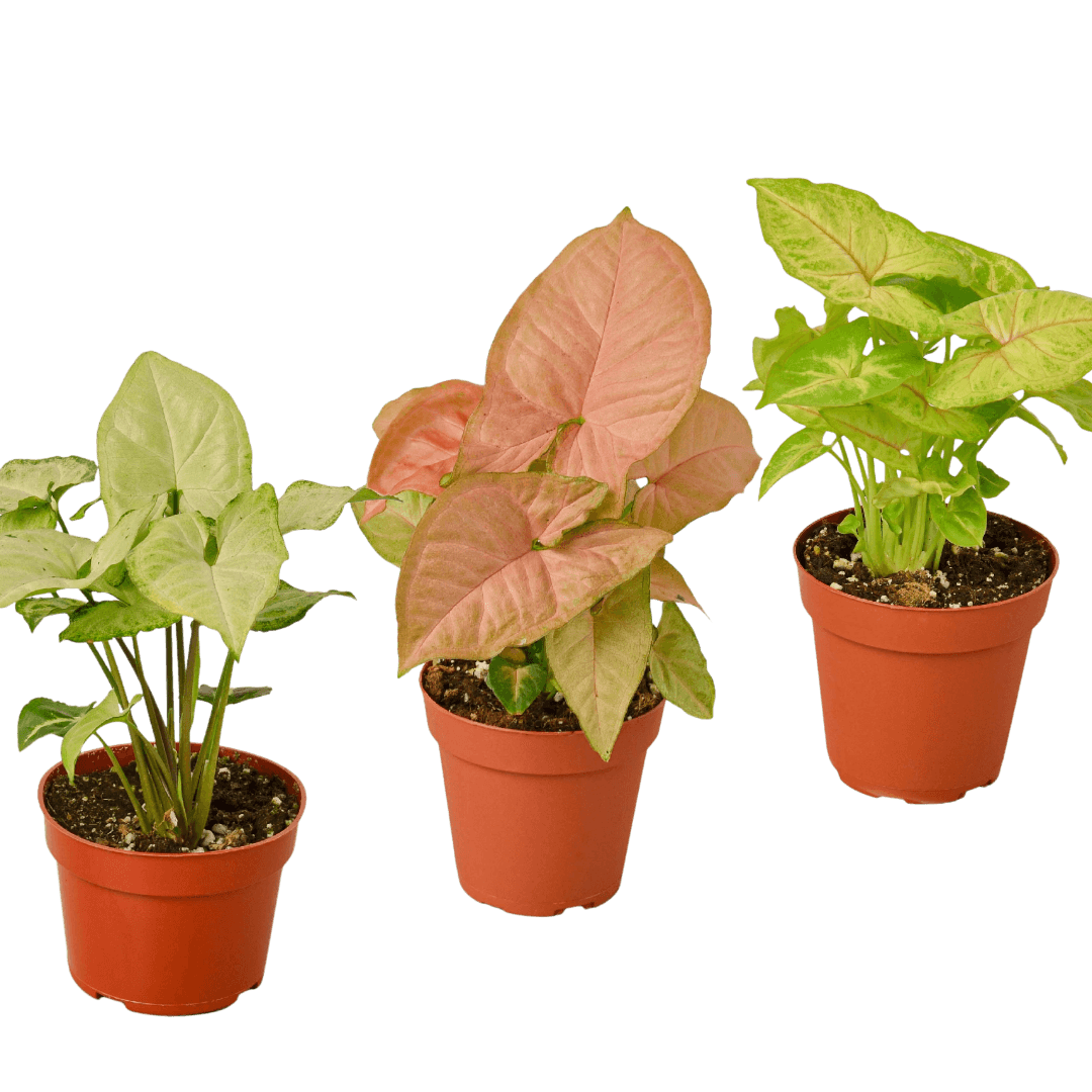 3 Different Syngonium Plants - Arrowhead Plants / 4