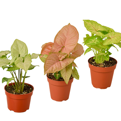 3 Different Syngonium Plants - Arrowhead Plants / 4