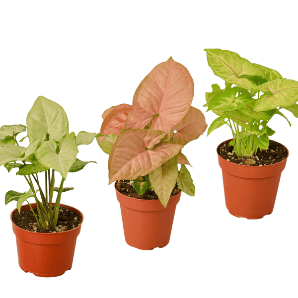 3 Different Syngonium Plants - Arrowhead Plants / 4