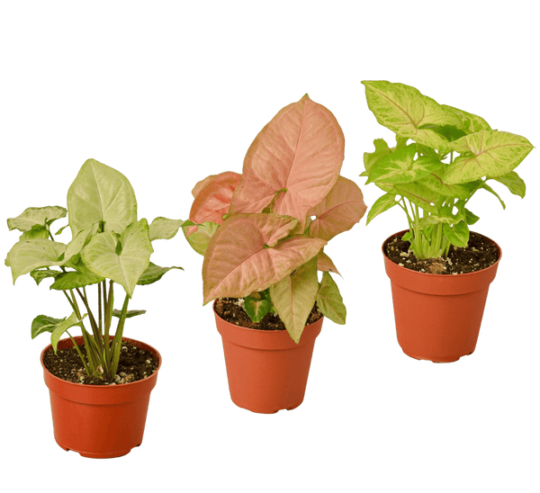 3 Different Syngonium Plants - Arrowhead Plants / 4