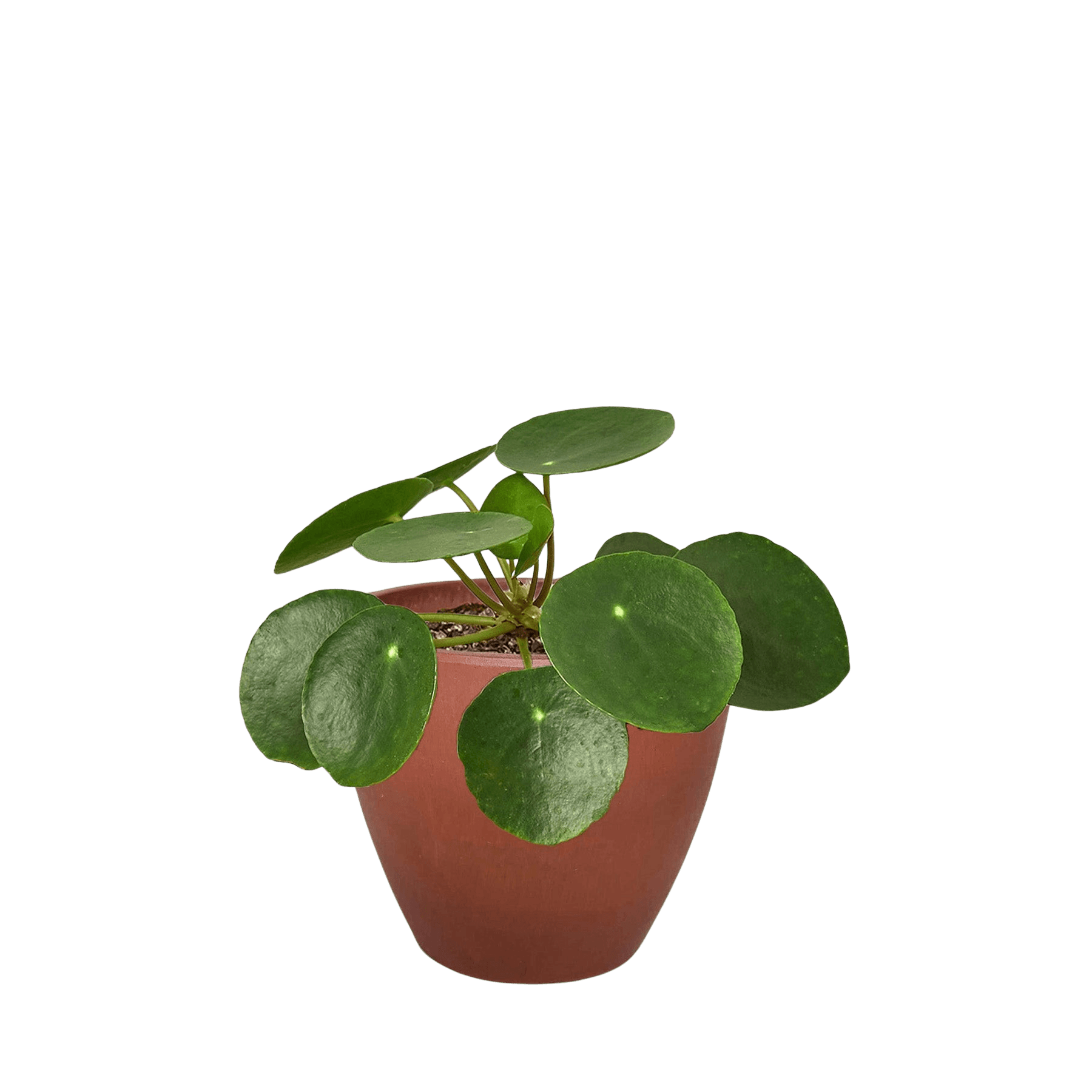 Pilea Peperomioides Chinese Money Plant | Easy Care Coin-Shaped Leaves | House Plant Shop
