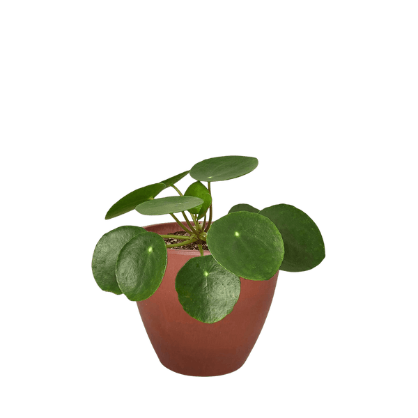Pilea Peperomioides Chinese Money Plant | Easy Care Coin-Shaped Leaves | House Plant Shop