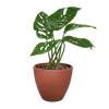 Monstera Adansonii Swiss Cheese | Easy Care Vining Plant | House Plant Shop