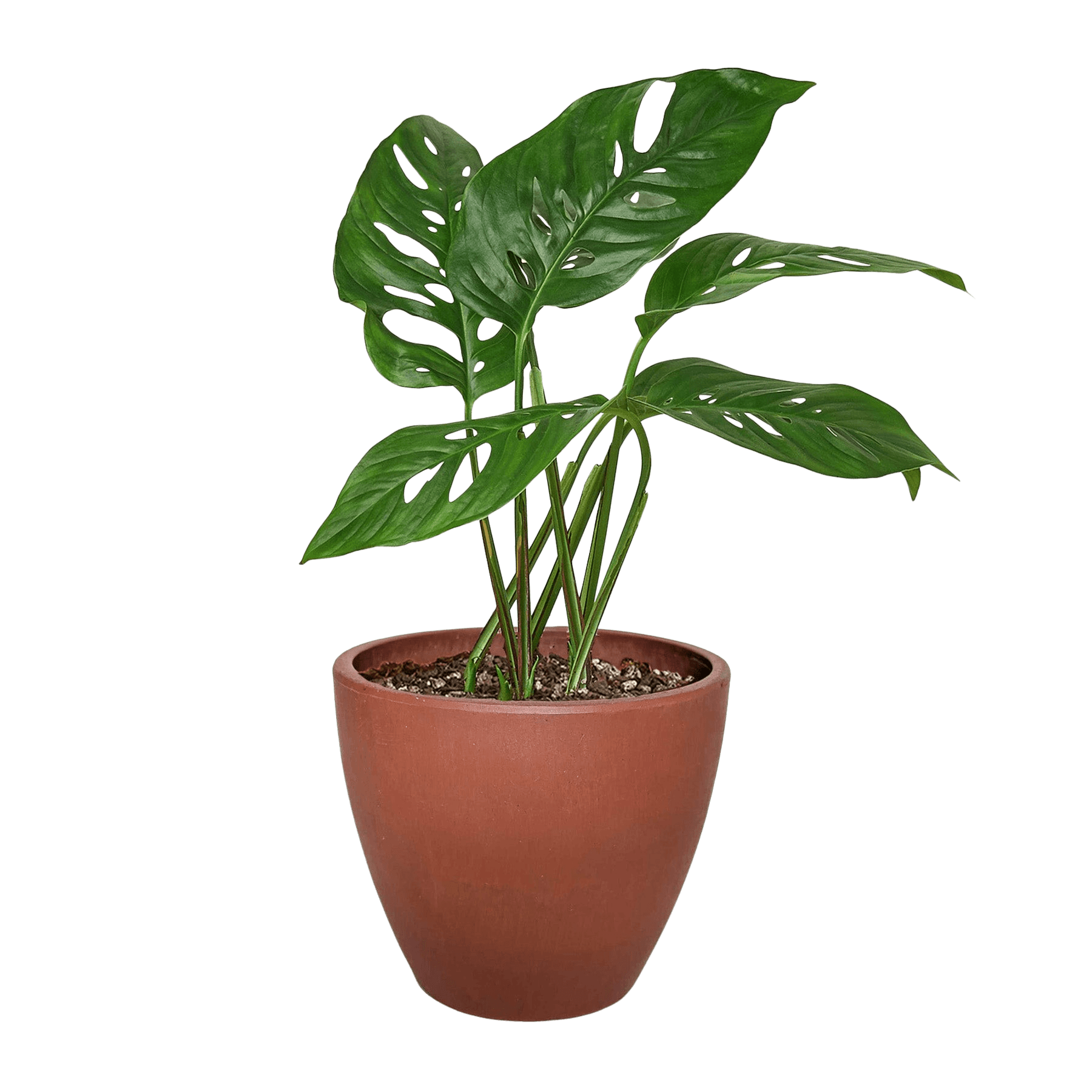 Monstera Adansonii Swiss Cheese | Easy Care Vining Plant | House Plant Shop