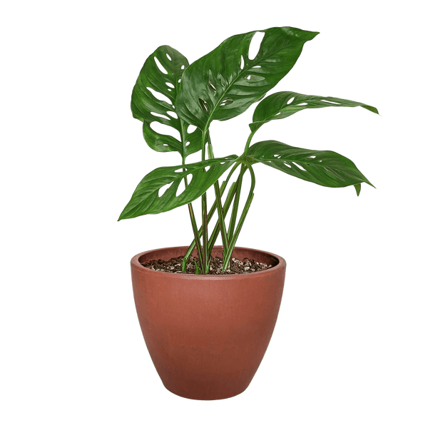 Monstera Adansonii Swiss Cheese | Easy Care Vining Plant | House Plant Shop