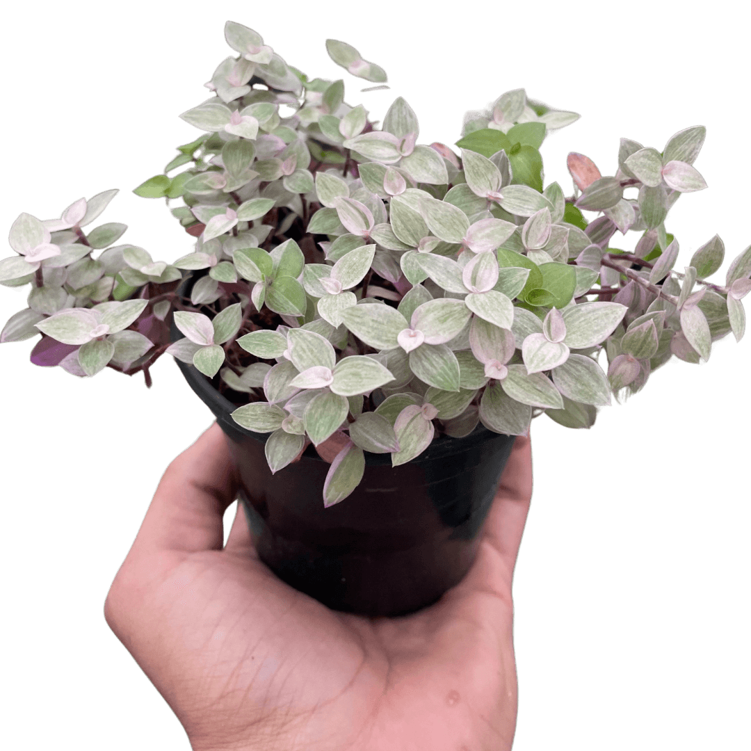 Tradescantia Callisia 'Pink Panther'