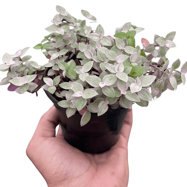 Tradescantia Callisia 'Pink Panther'
