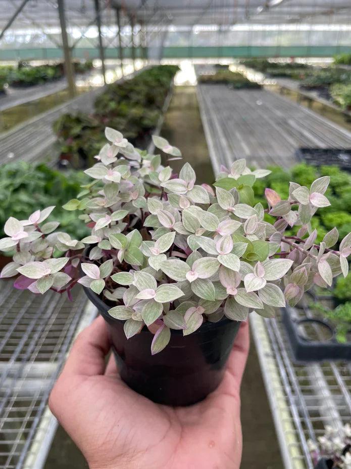 Tradescantia Callisia 'Pink Panther' - Gifts for You 'n Me