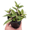 Tradescantia 'Tricolor'
