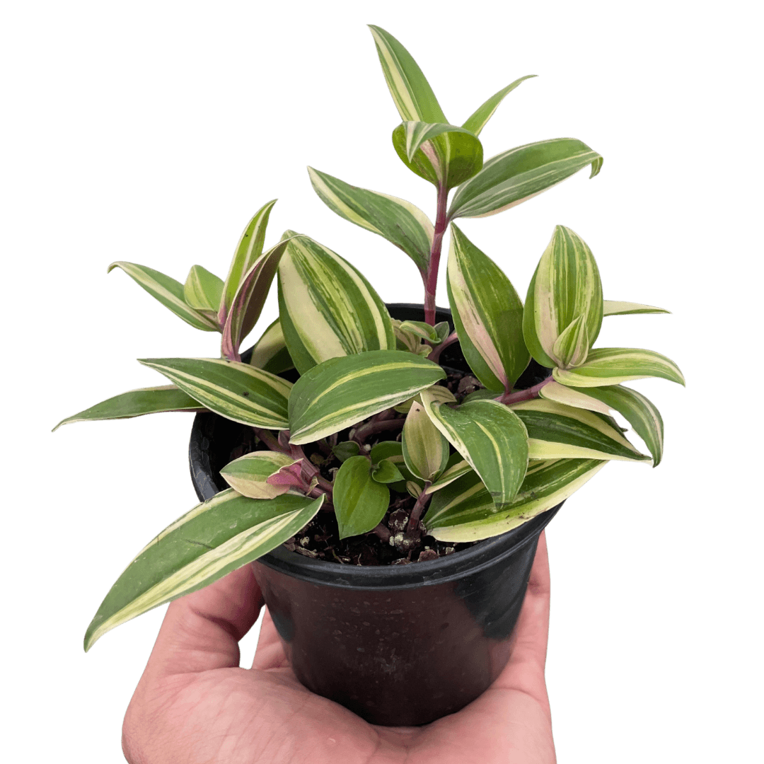 Tradescantia 'Tricolor'