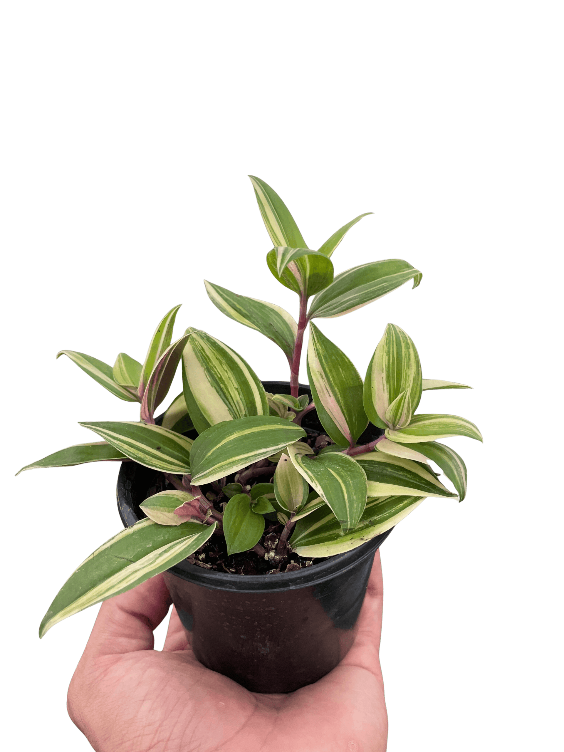 Tradescantia 'Tricolor'