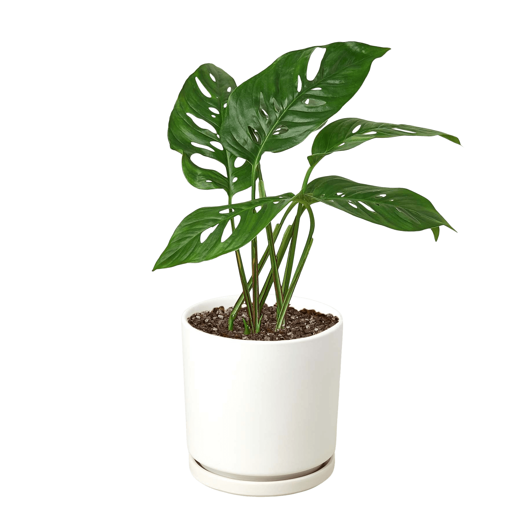 Monstera Adansonii Swiss Cheese | Easy Care Vining Plant | House Plant Shop