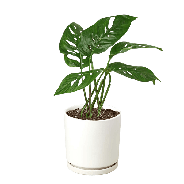 Monstera Adansonii Swiss Cheese | Easy Care Vining Plant | House Plant Shop