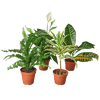 Air Purifying Variety Bundle - 4" Pots